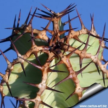 7438 cactus-art Cactus Art