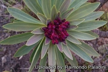 28987 RapCactus Raimondo Paladini