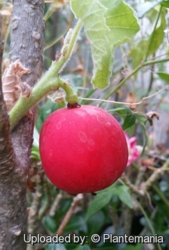 Adenia keramanthus