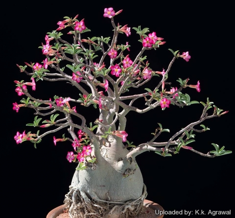 Pink desert rose - Unique specimen 2