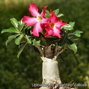 FlowerPotNursery Desert Rose Blush Pastel Pink Adenium obesum Blush 6 Pot