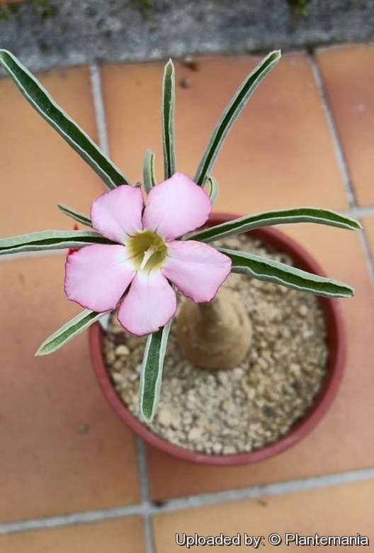 Adenium obesum (Desert Rose) - World of Succulents