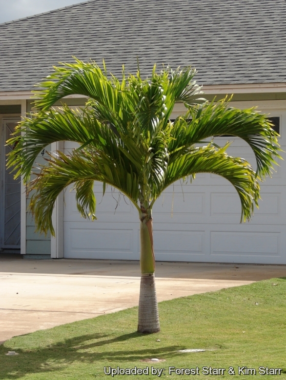 Adonidia palm deals