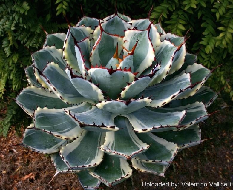 Agave potatorum ''Kichijokan'' (marginata alba)