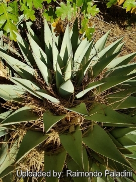 Agave parryi