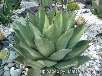 HOT格安Agave parryi subsp. parryi アガベ　パリー　パルリ 吉祥天 アガベ