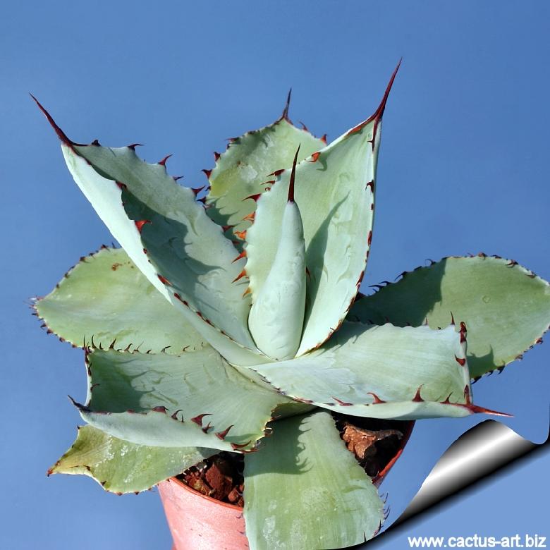 Agave potatorum