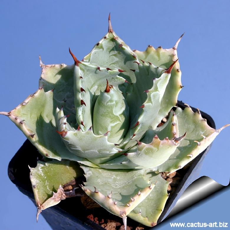 Agave potatorum forma compatta ('compact form)