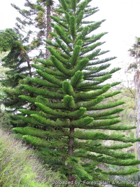 Norfolk Island Pine Seeds/araucaria Heterphylla/tree 