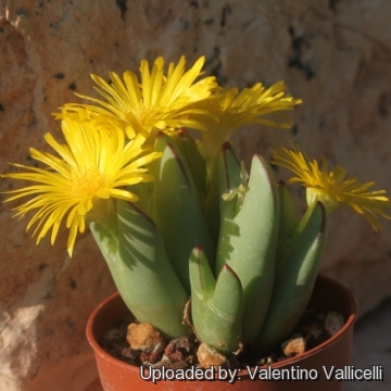 Conophytum conradii