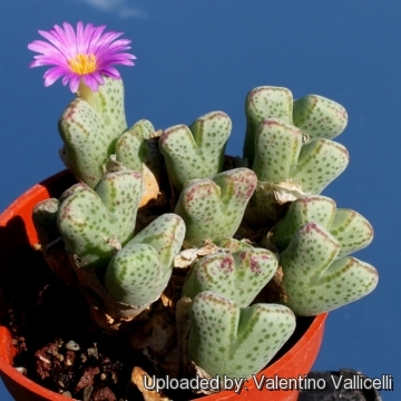 Plant- Conophytum selling marginatum ARM955D