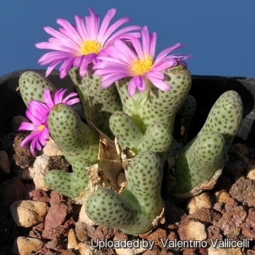 Plant- Conophytum selling marginatum ARM955D