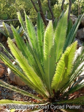 Dioon merolae