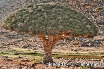 Dracaena cinnabari