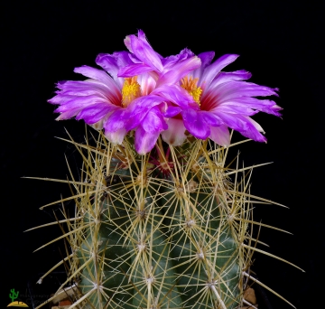 Echinocereus stramineus 25 Seeds - Straw Colored Hedgehog Cactus