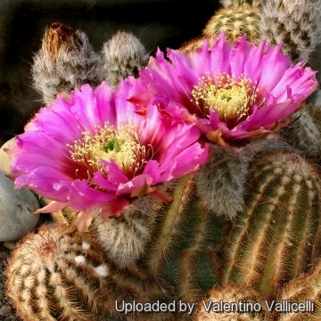 Echinocactus reichenbachii