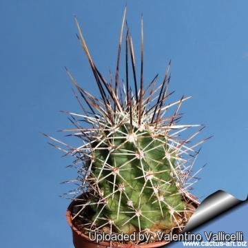 Echinocereus Hybrid Fendleri X Boyce-thompsonii