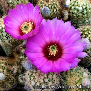 Echinocereus reichenbachii subs. baileyi