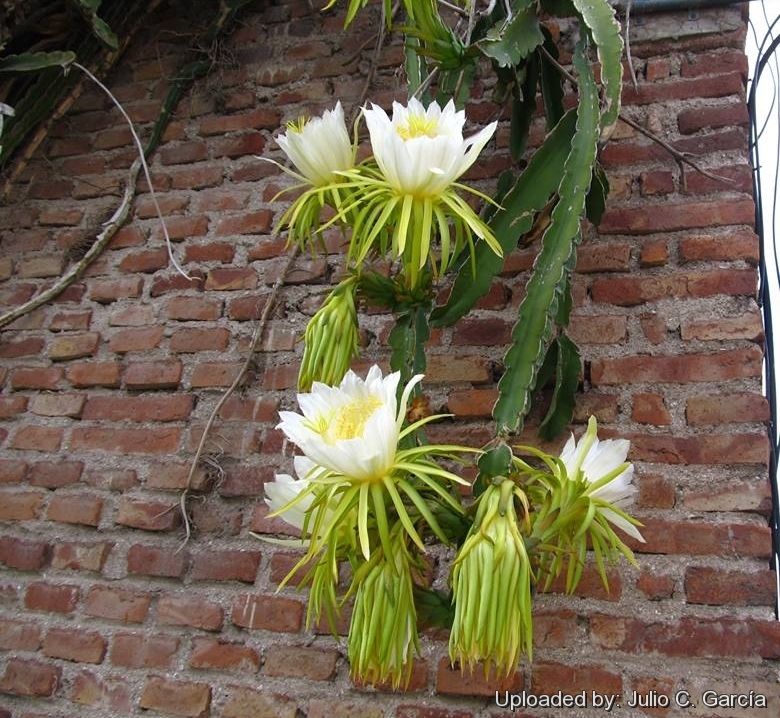 Geloofsbelijdenis De kamer schoonmaken tussen Hylocereus undatus