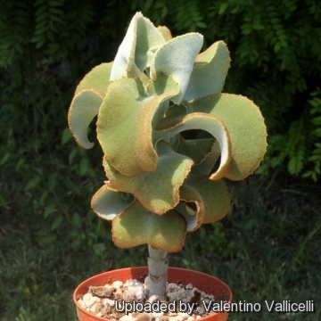 Kalanchoe Beharensis