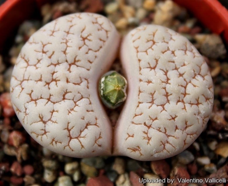 リトープス 荒玉 Lithops gracilidelineata｜多肉植物図鑑 PUKUBOOK(プクブック)