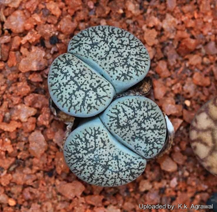 Lithops lesliei Fred`s Redhead living stone rock stone cactus  seed 30 SEEDS
