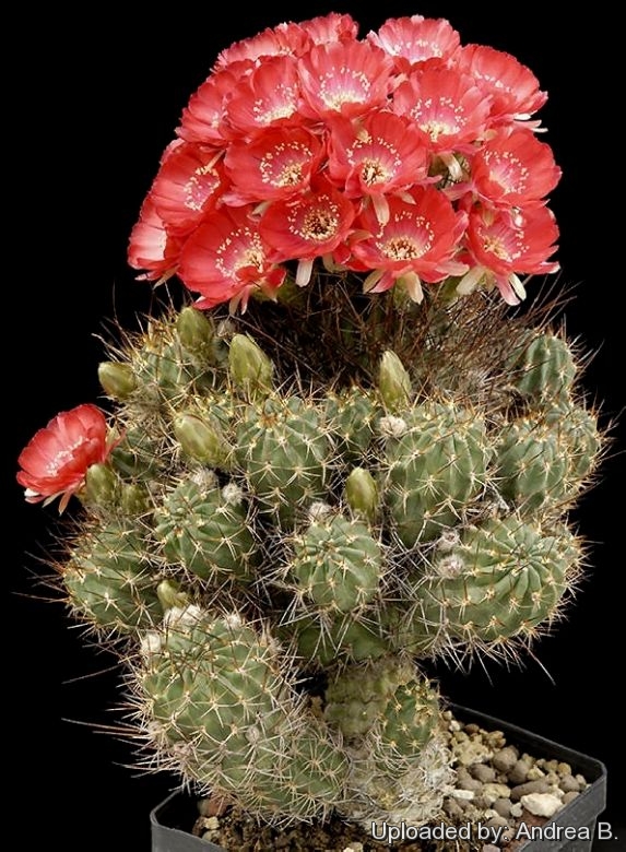 Lobivai aculeata (Syn: Echinopsis pentlandii)