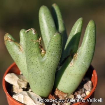 conophytum bilobum mesembryanthemum llifle bolus