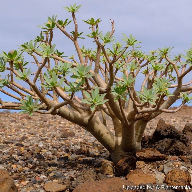 Euphorbia balsamifera habit near Tenerife, Canary Islands, Spain, 14 February 2018.