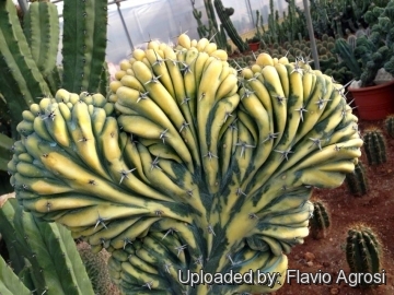 Rare Cactus - Myrtillocactus Geometrizans Crested Var Fred good