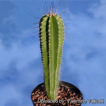 name of tall skinny cactus