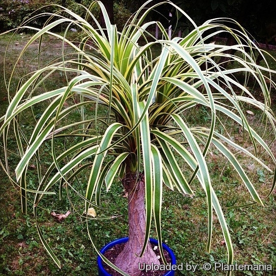 Beaucarnea Recurvata * 25 Seeds * Nolina House Plant * Ponytail Palm * –  IDSeeds Farm