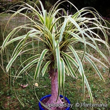 Nolina (syn. Beaucarnea) longifolia - smoke-eating plant (Square vase  7x7x10 cm)