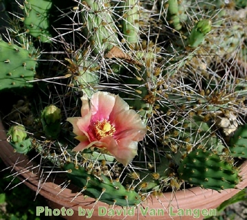 Opuntia Macrorhiza Var. Pottsii