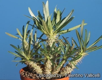 Pachypodium gracilius