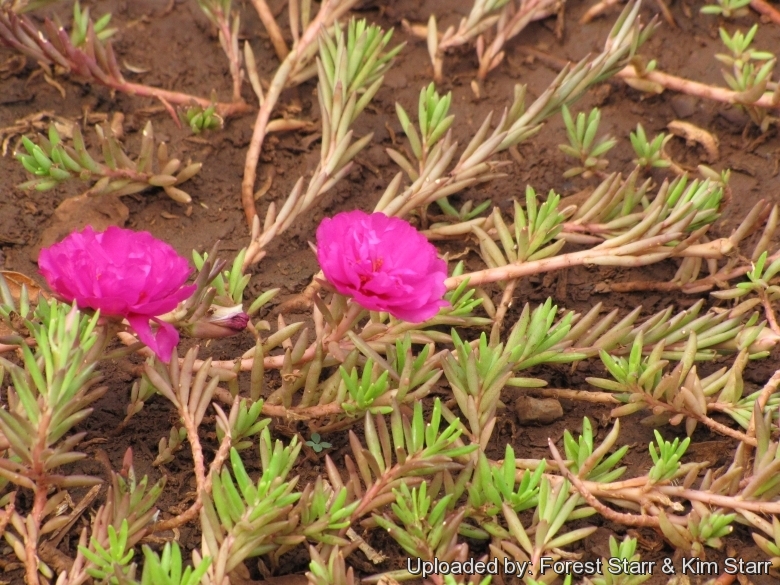 My Moss Rose (Portulaca Grandiflora) : r/gardening