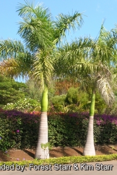 Roystonea Regia, Royal palm