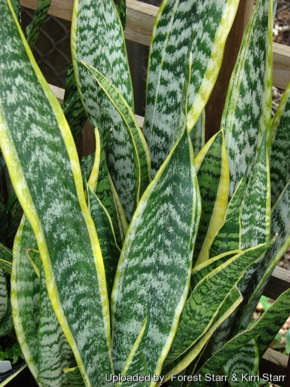 Sansevieria Trifasciata Cv Laurentii 