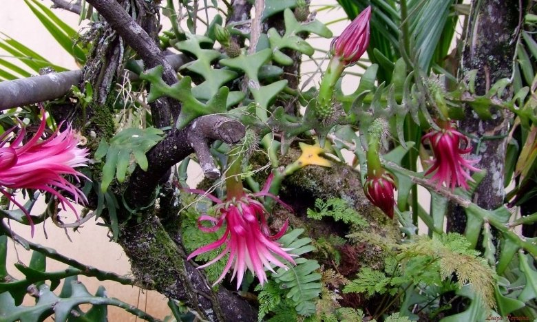 Selenicereus anthonyanus Fishbone Cactus, Cutting X1