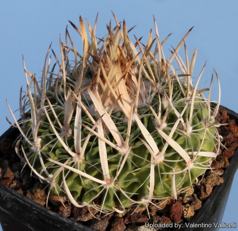 Rare Cactus - Stenocactus multicostatus inermis2-3inch store