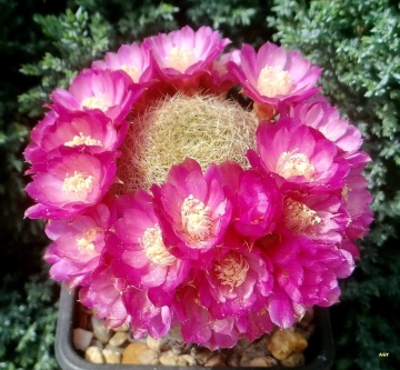 Sulcorebutia albissima