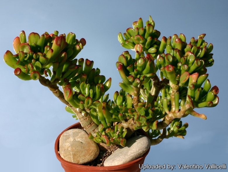 Crassula Ovata 'Gollum' World Of Succulents, 60% OFF