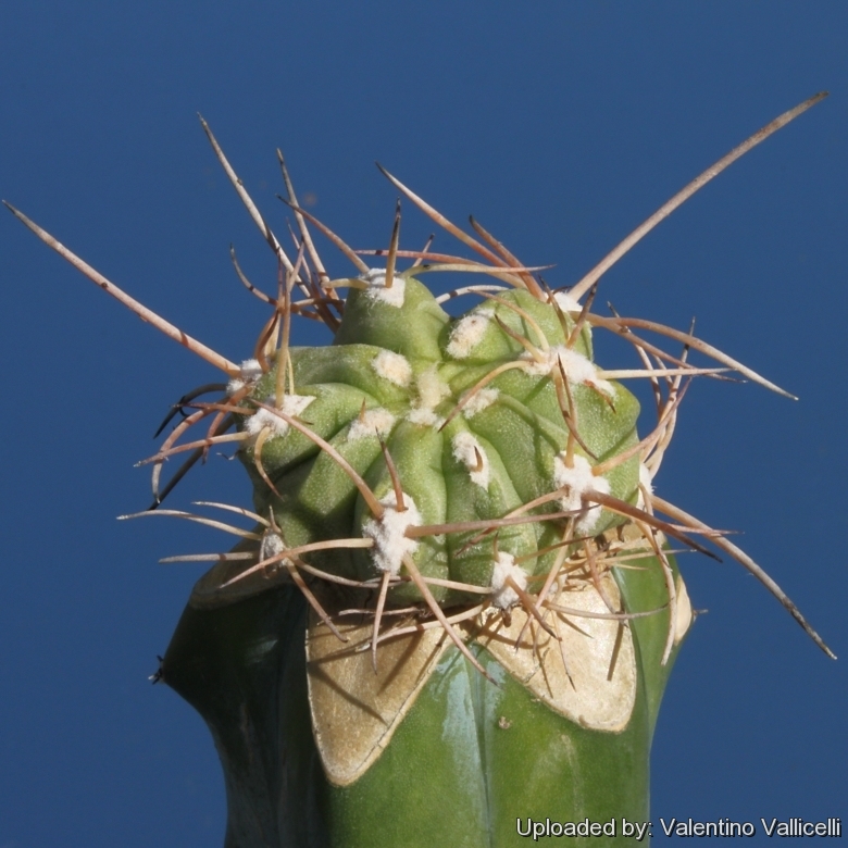 Copiapoa solaris