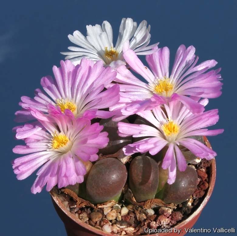 Conophytum friedrichiae var. triebneri