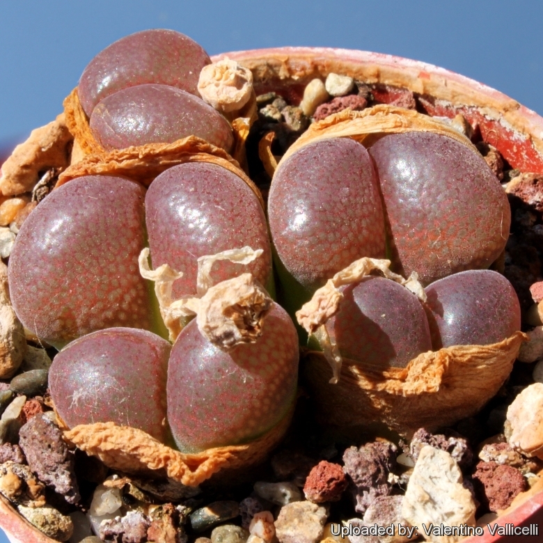 Conophytum friedrichiae var. triebneri