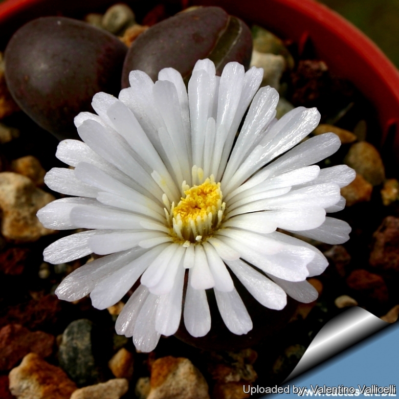 Conophytum friedrichiae var. triebneri