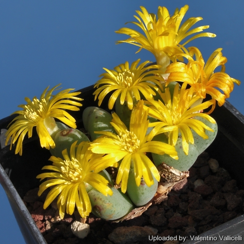 Conophytum meyeri