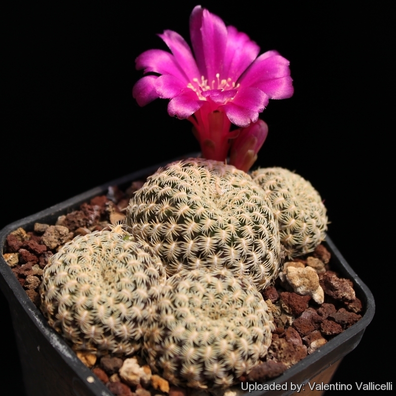 Sulcorebutia albissima f. pectinifera