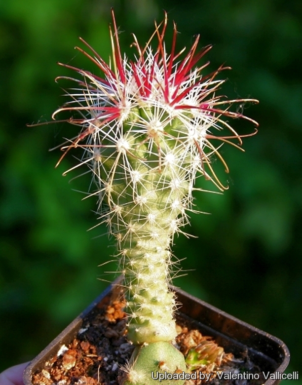 Mojave Fishhook Cactus, Sclerocactus polyancistrus