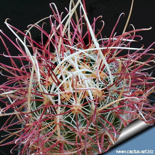 Mojave Fishhook Cactus, Sclerocactus polyancistrus